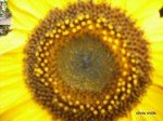 close-up of a sunflower